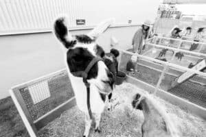 Lama dans un zoo, animal de ferme, environnement éducatif.